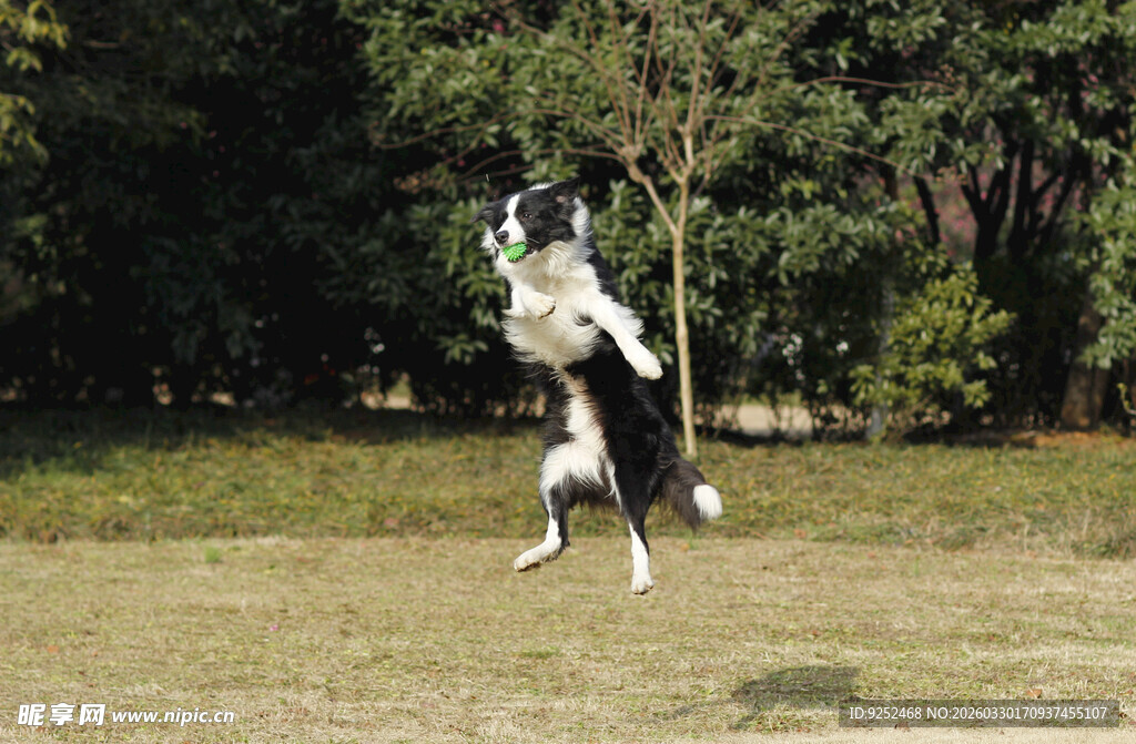 黑白犬 跃起