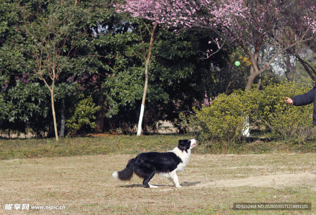 边牧 户外 阳光