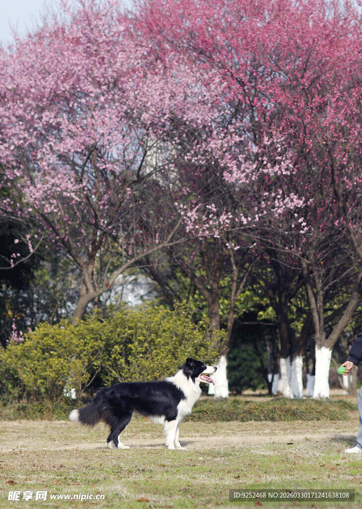 梅花树下的边牧