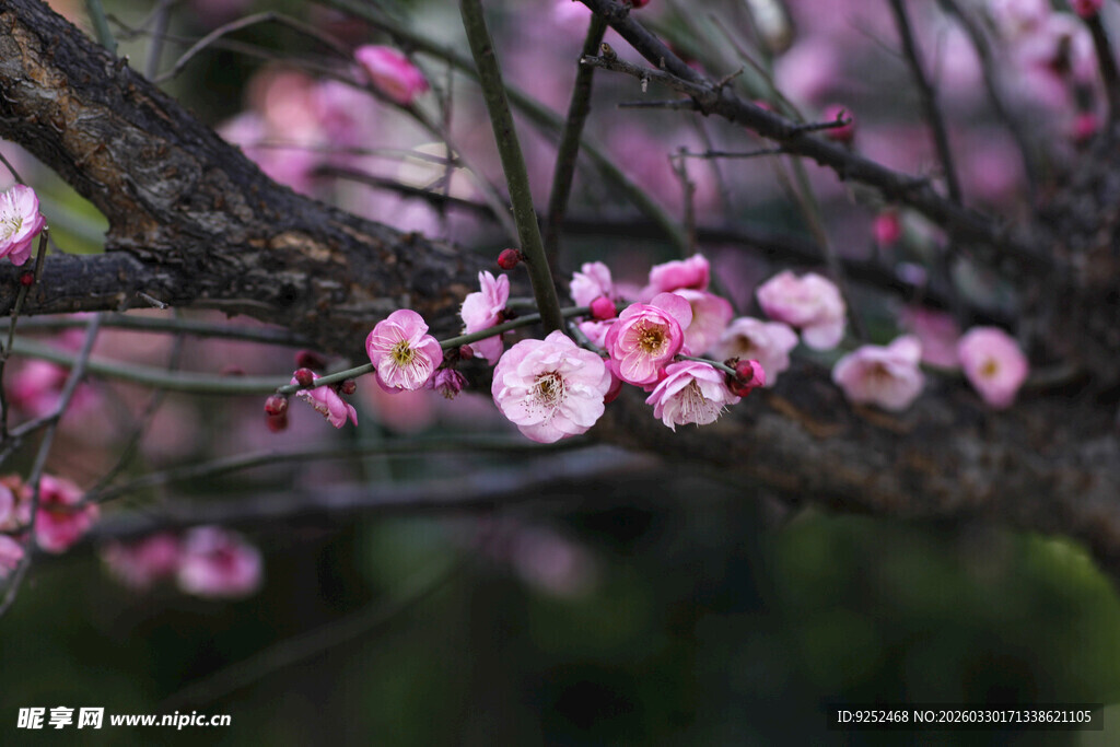枝头绽放的粉嫩梅花
