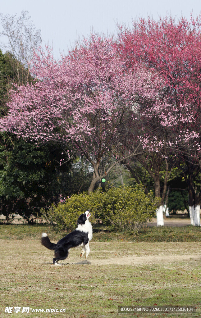 梅花树下的边牧