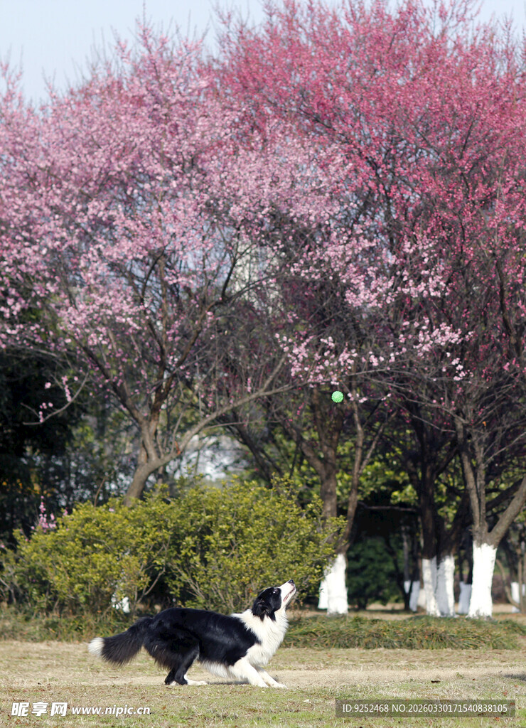 狗 梅花树