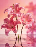 粉色百合绽放于水面