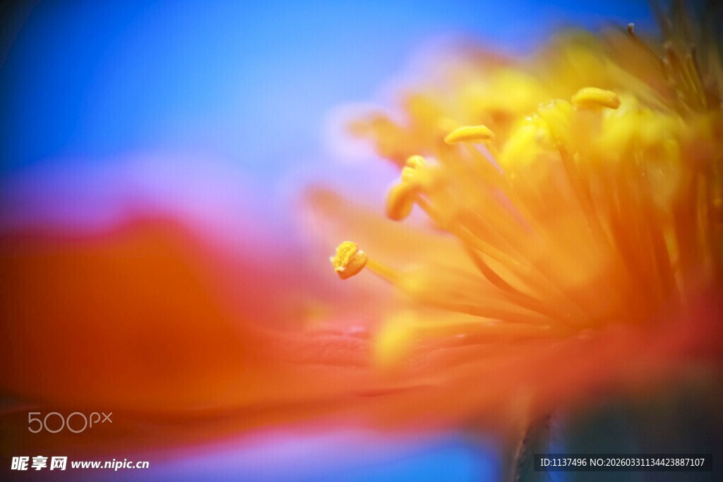 梦幻色彩的花朵特写