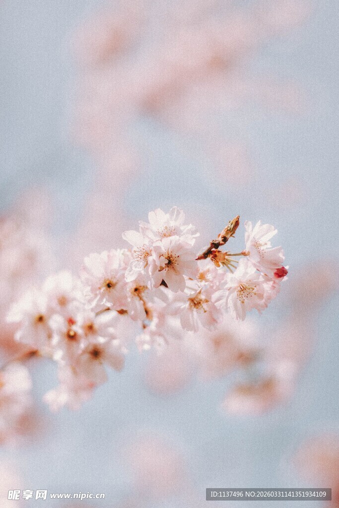 枝头绽放的粉嫩樱花