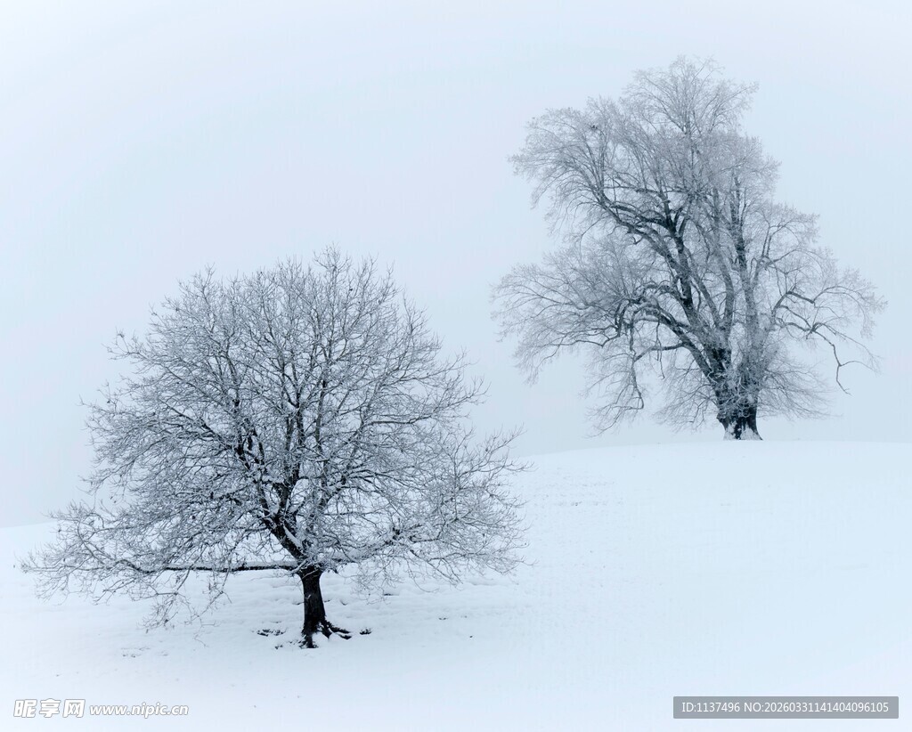 雪野中的两棵孤树