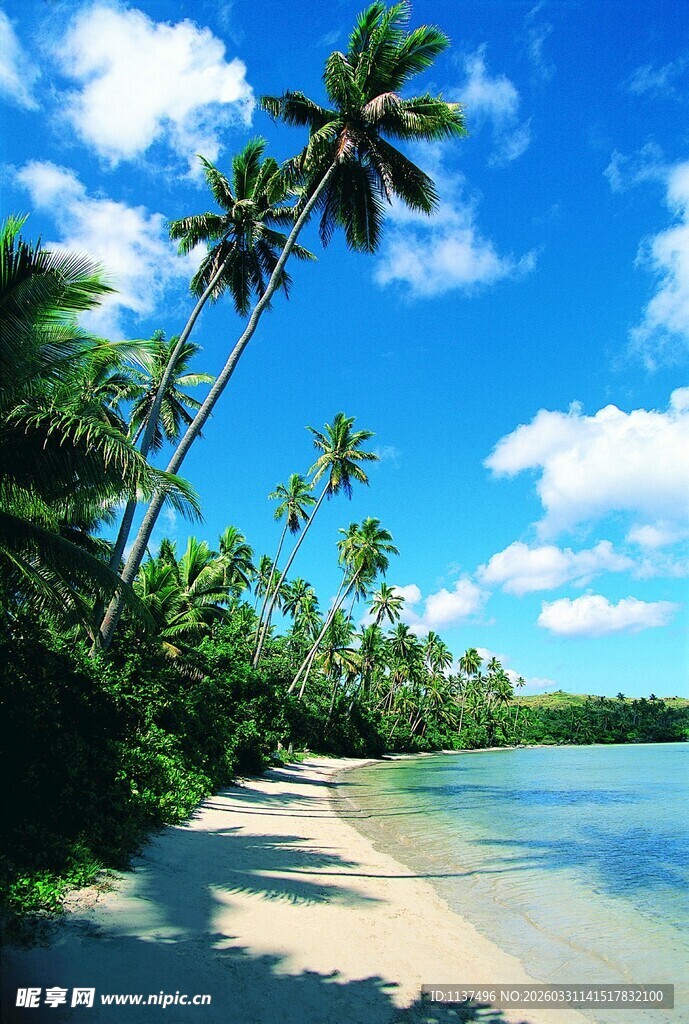 热带海滩风光 椰树蓝天
