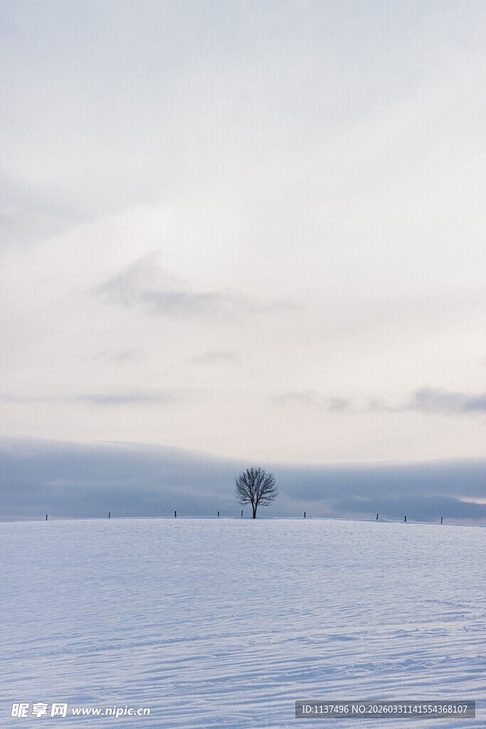 雪地中的孤独小树