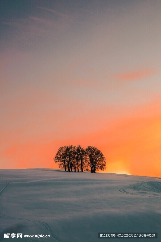 雪野上的夕阳树木美景