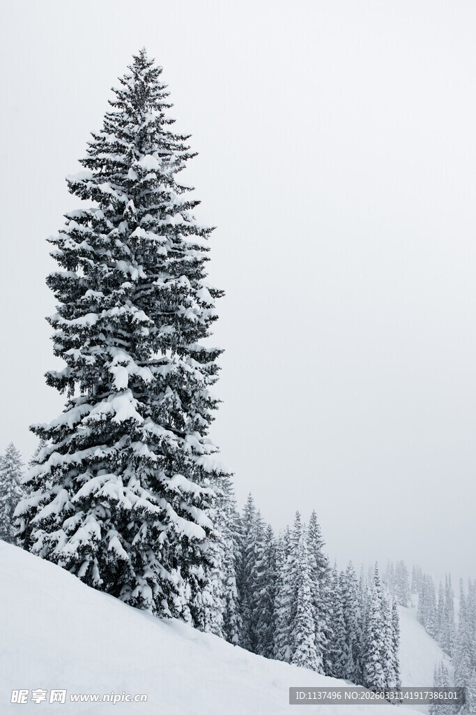 雪覆松树的冬日山林景象