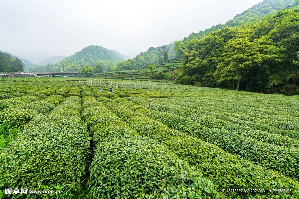 茶田
