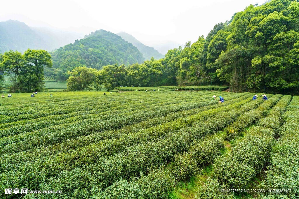 茶田