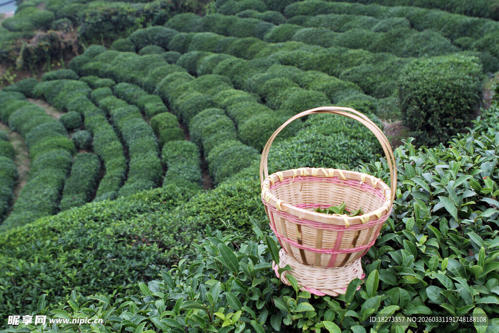 茶田