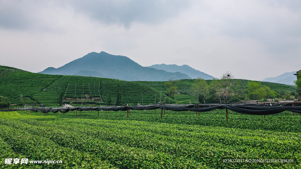 茶田