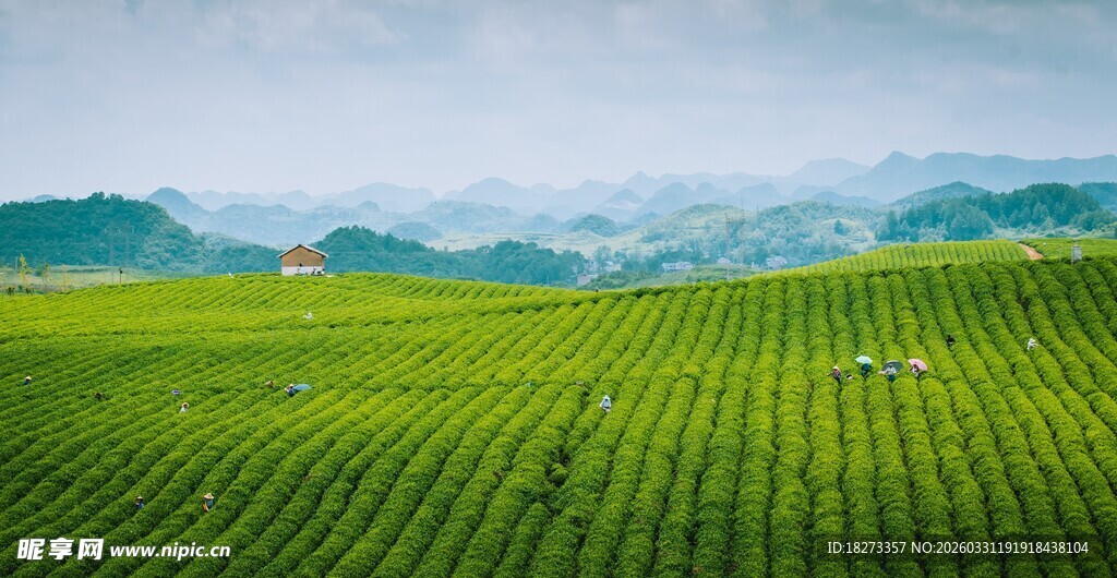 茶田