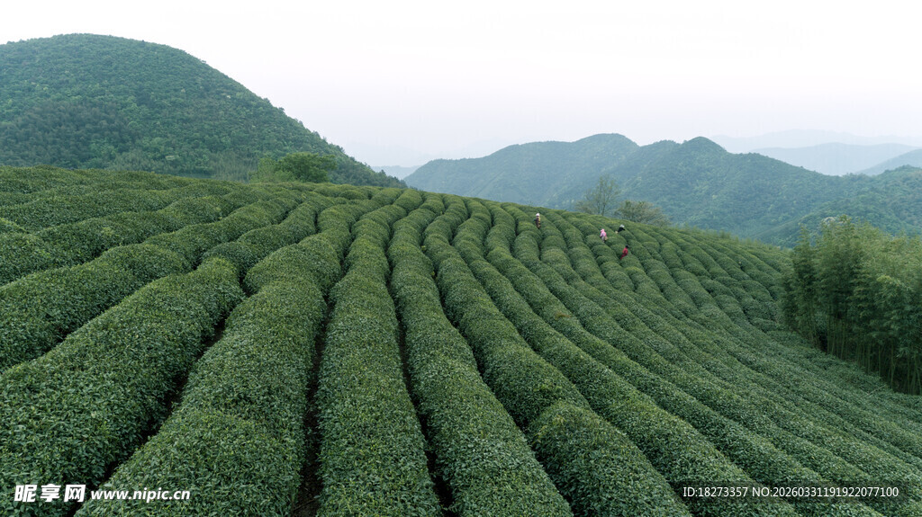 茶田