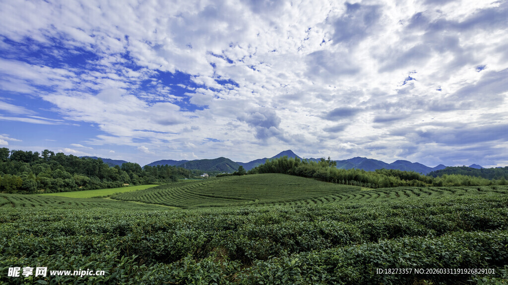 茶田