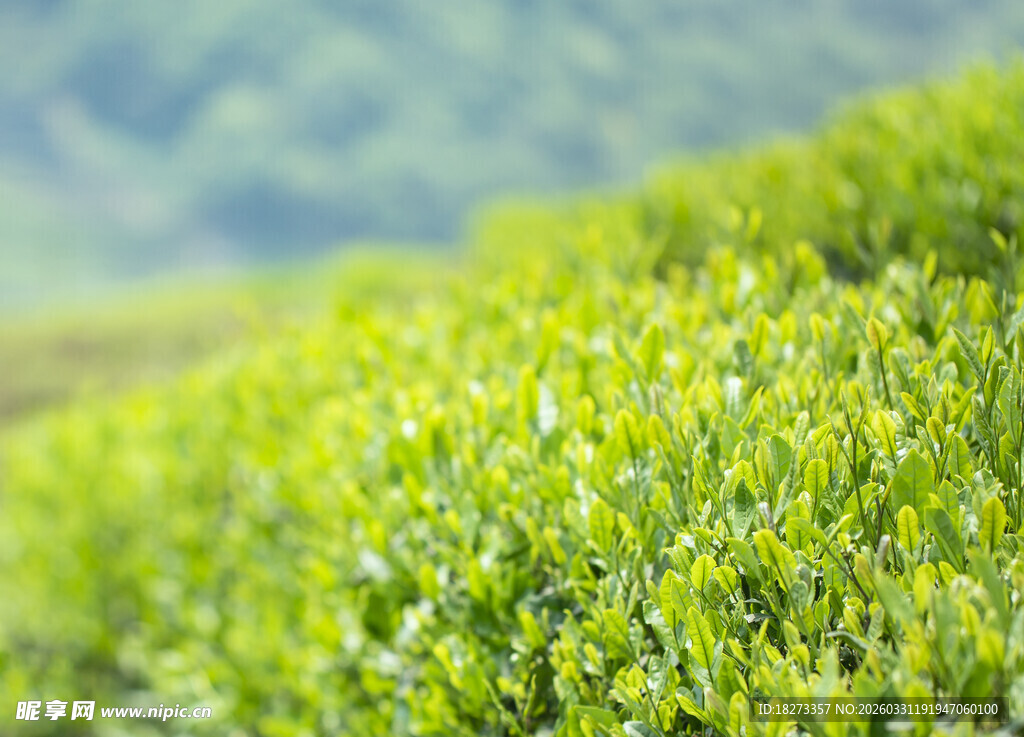 茶田