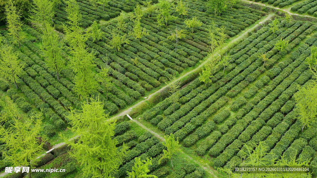 茶田