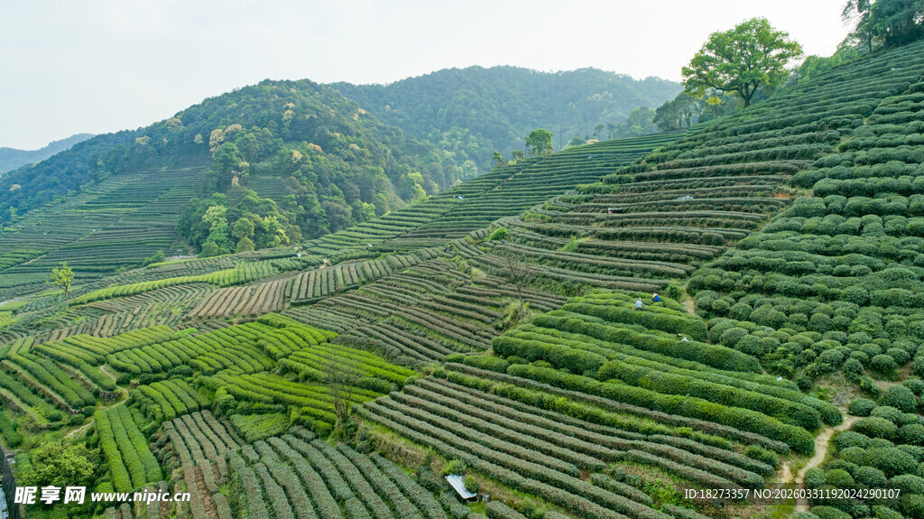 茶田