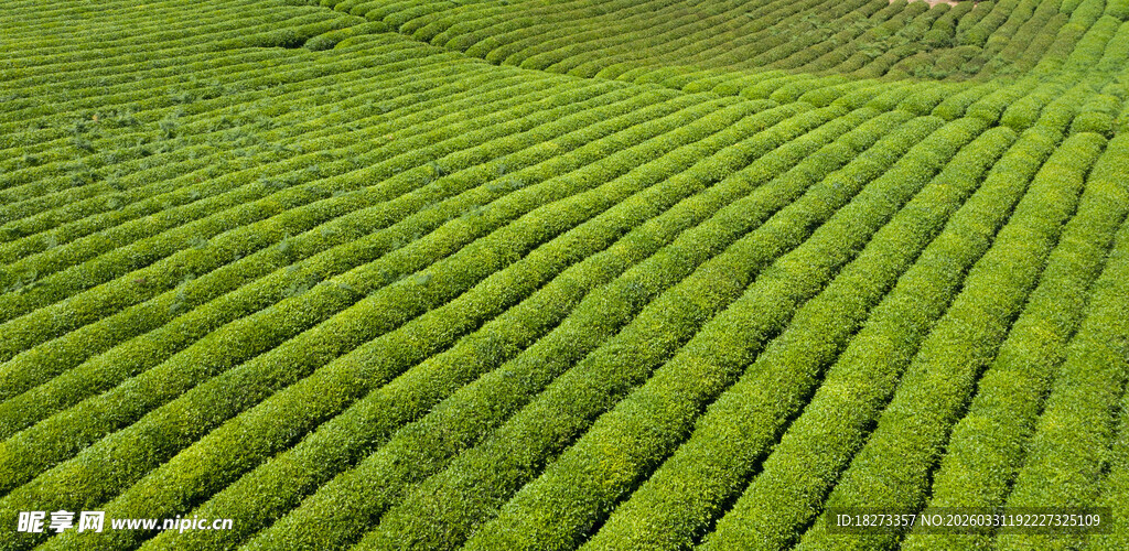 茶田