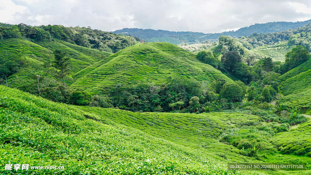 茶田