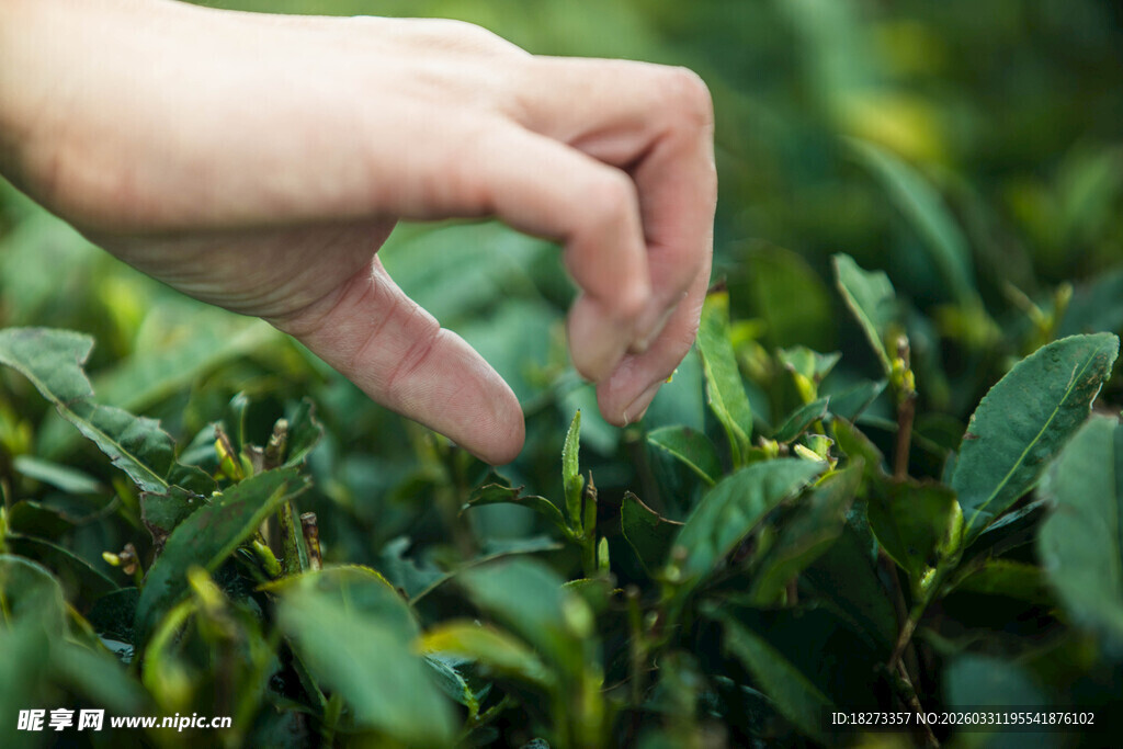 采茶叶
