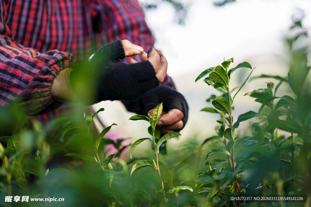 采摘茶叶