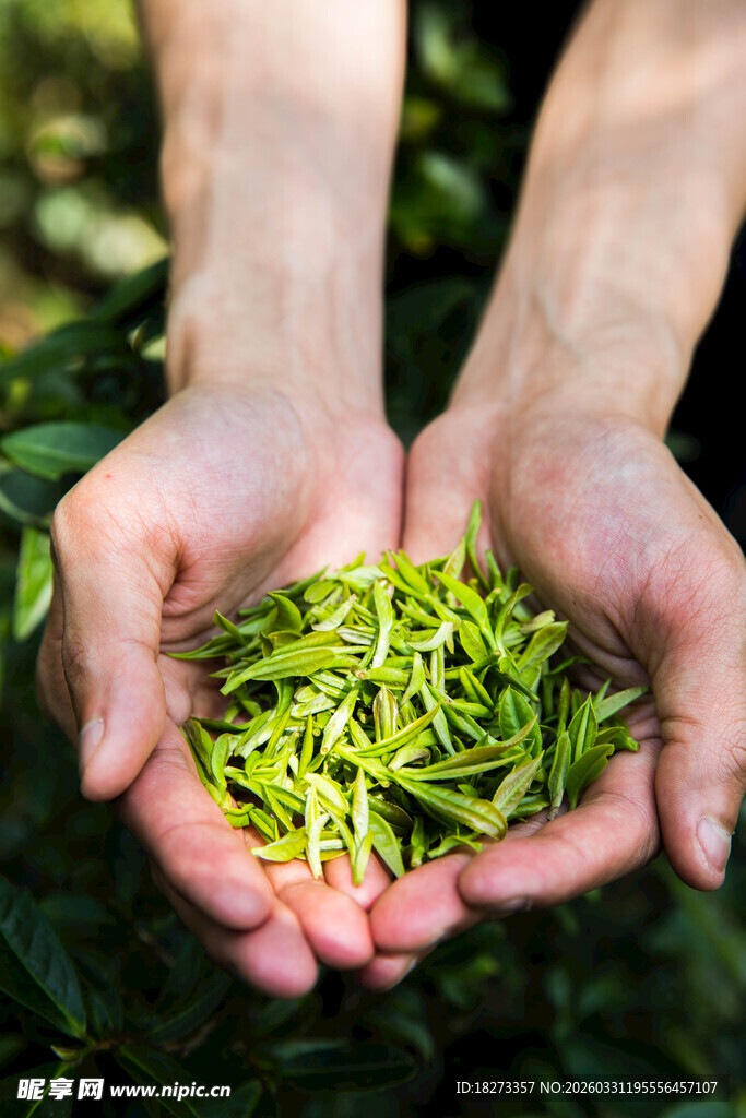 双手捧鲜嫩茶叶
