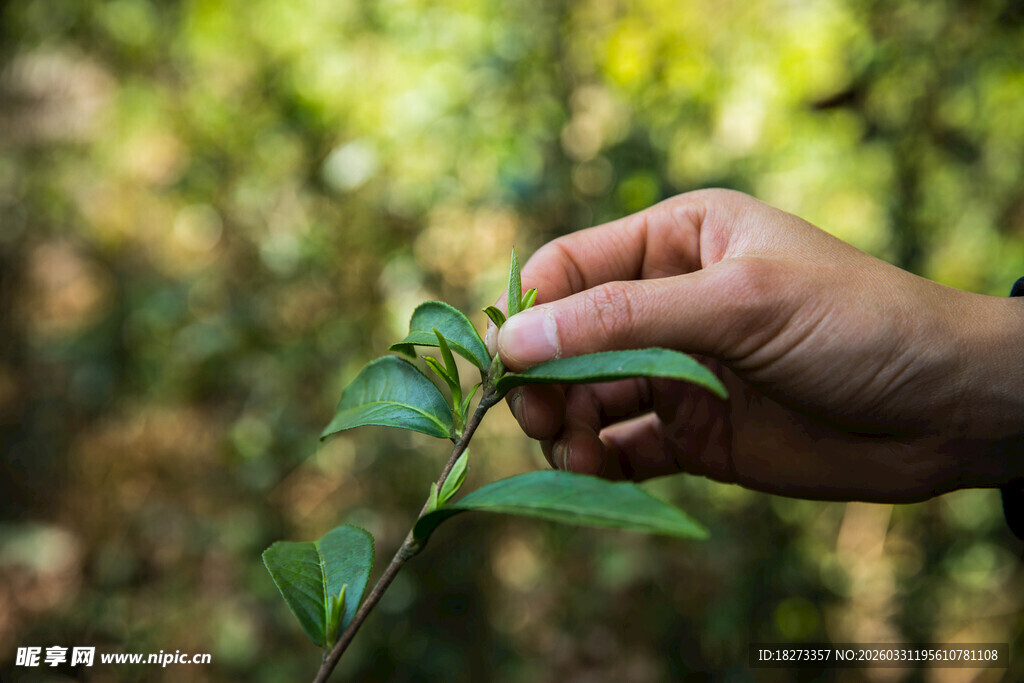 采摘茶叶
