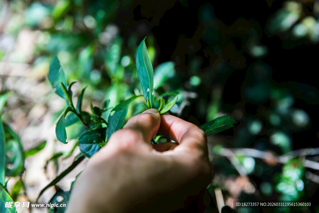 采摘茶叶
