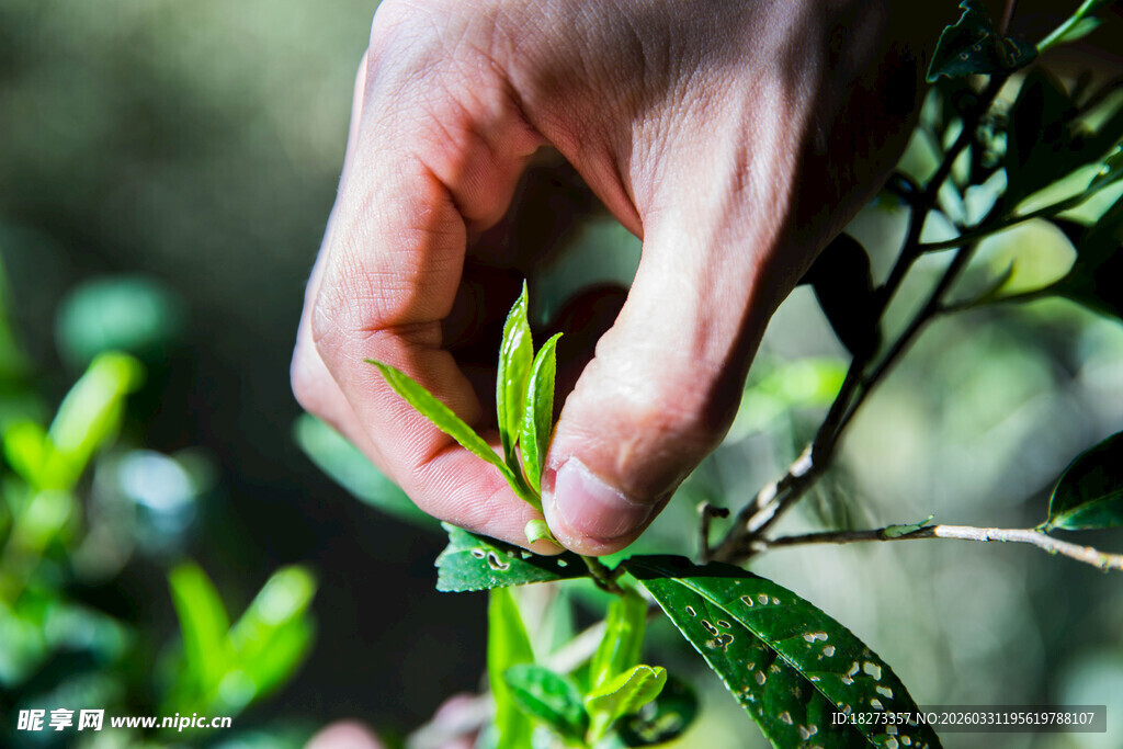 采茶叶