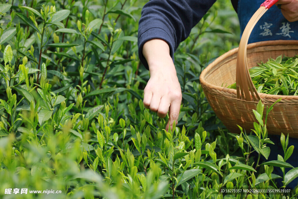 采摘茶叶