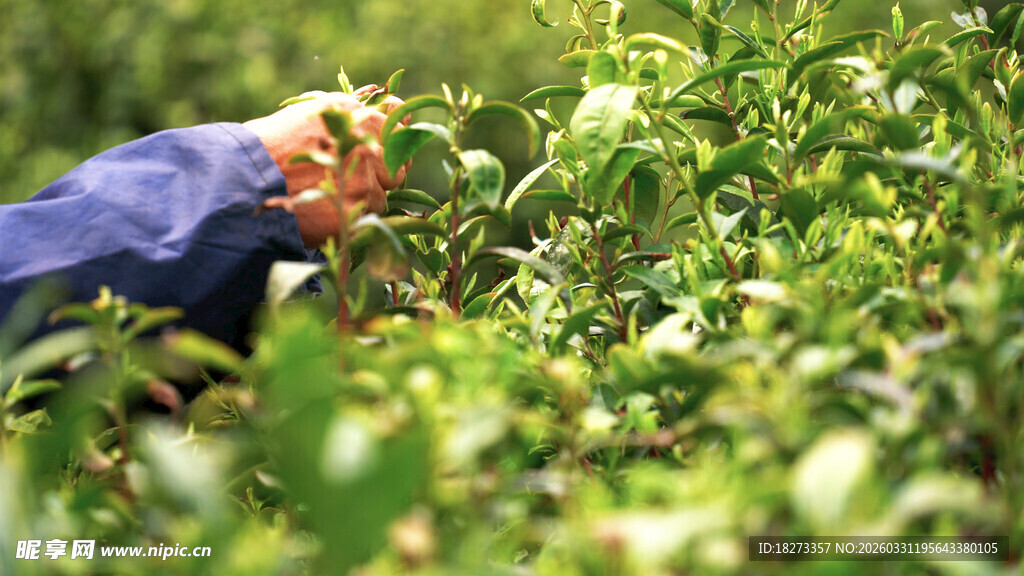 采摘茶叶