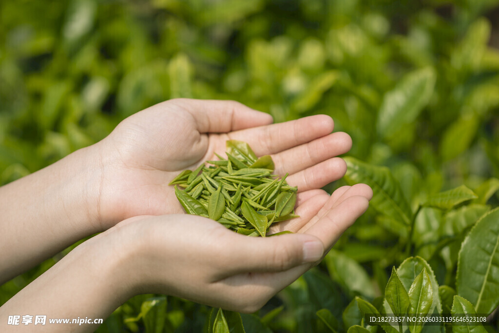 手捧茶叶