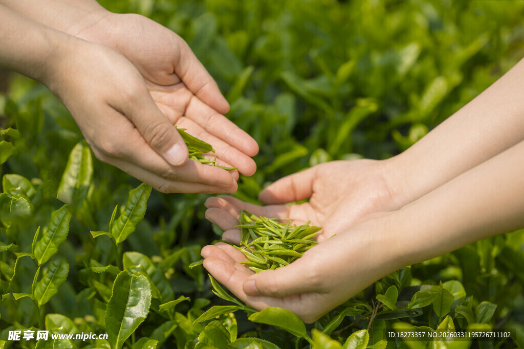 采摘茶叶