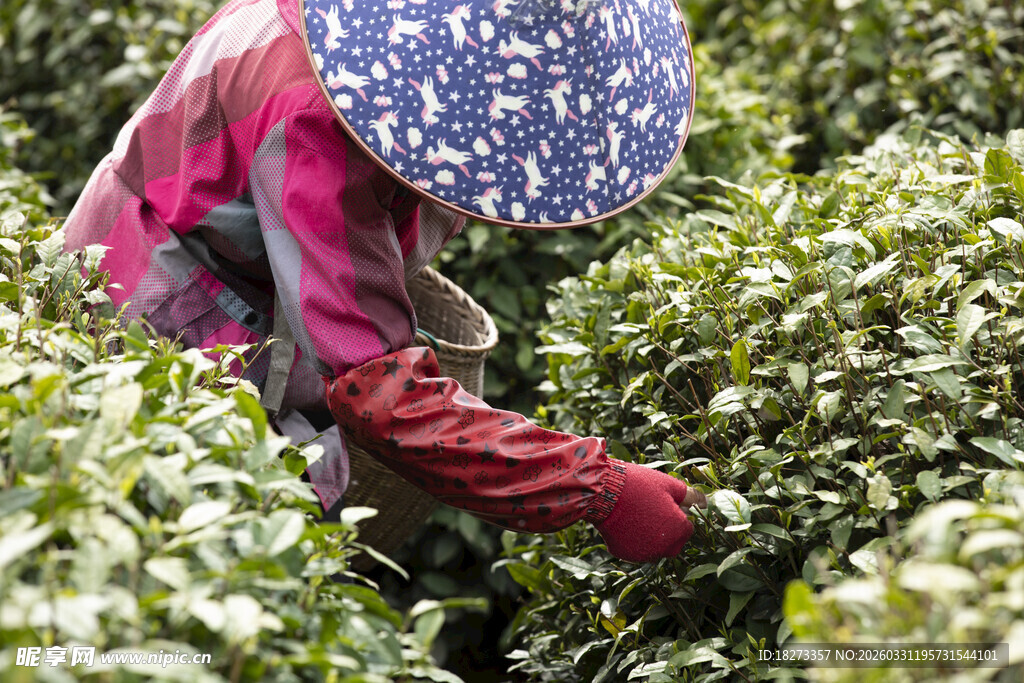茶农采摘茶叶