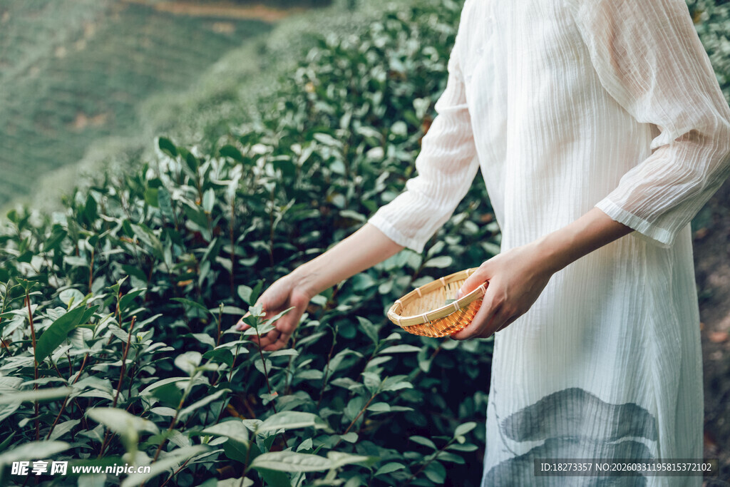 女子采茶