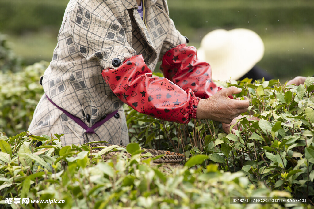 茶农采茶