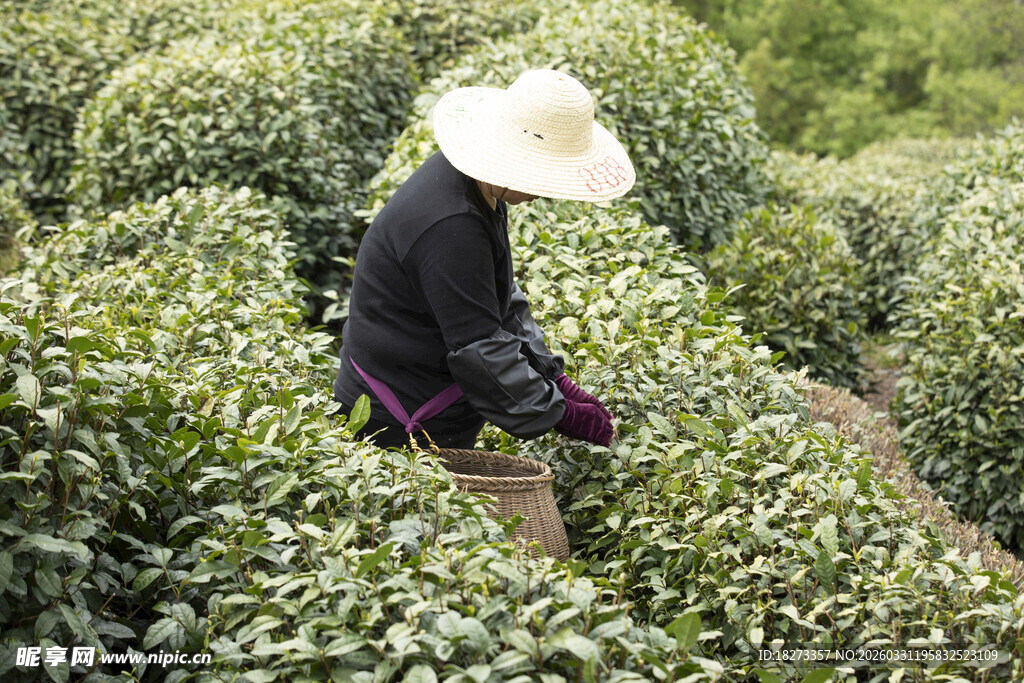 茶农采茶