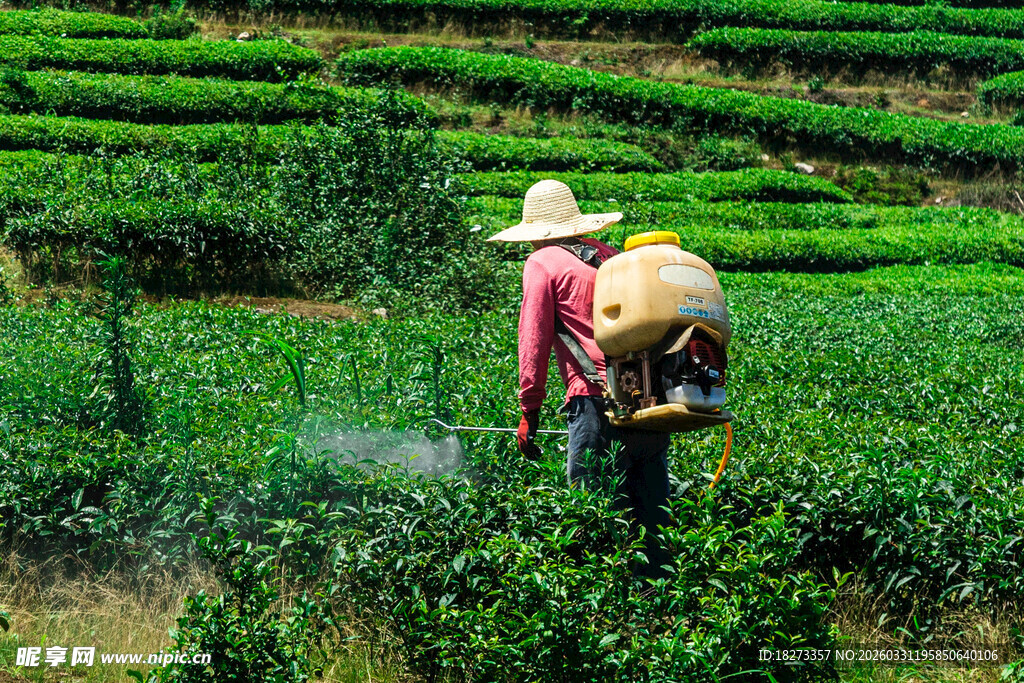 茶园劳作