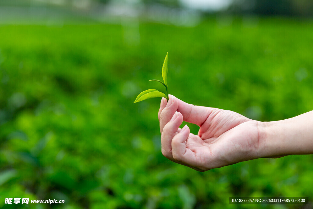 手捧嫩苗