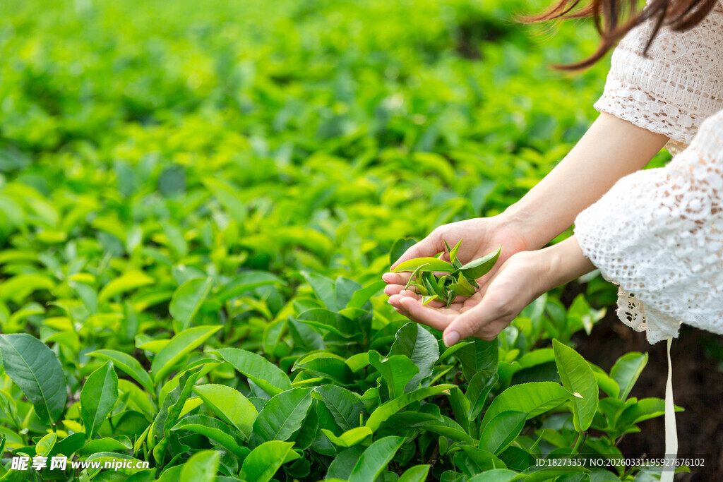 女子采摘茶叶