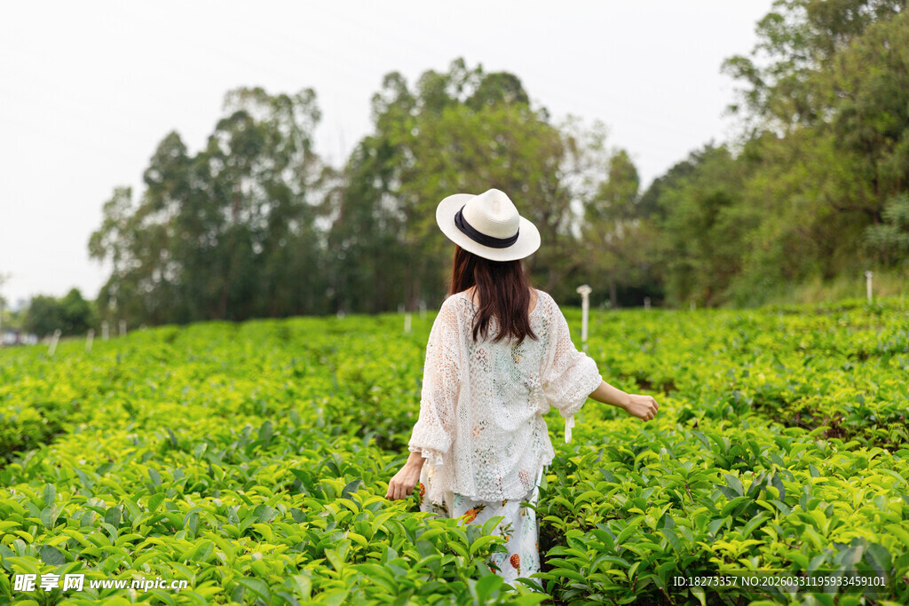 漫步茶园的优雅女子