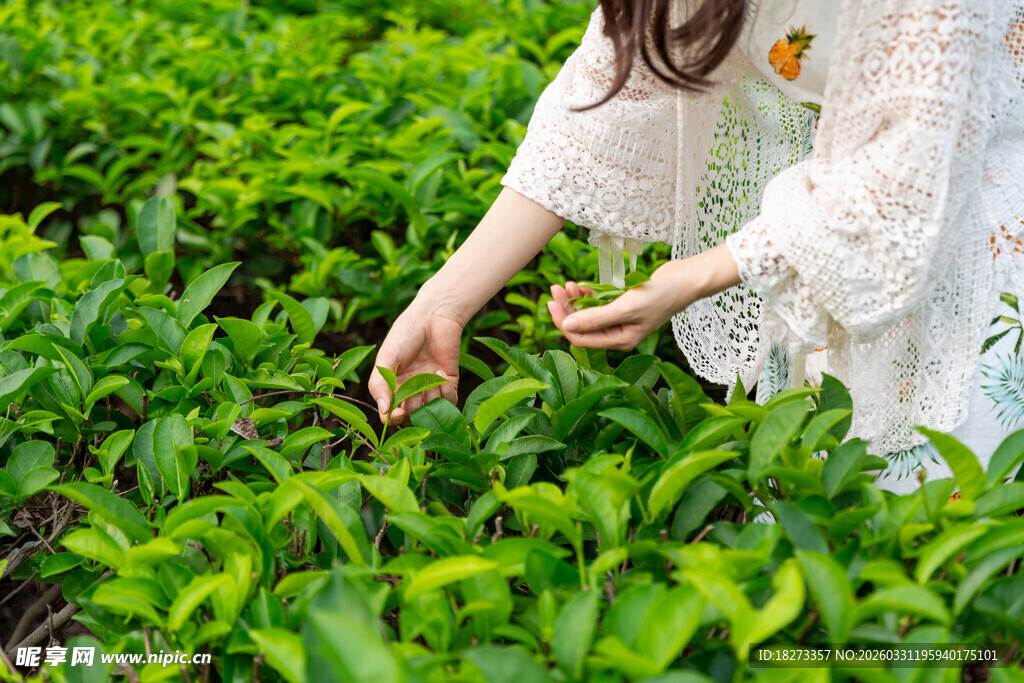 女子采茶叶