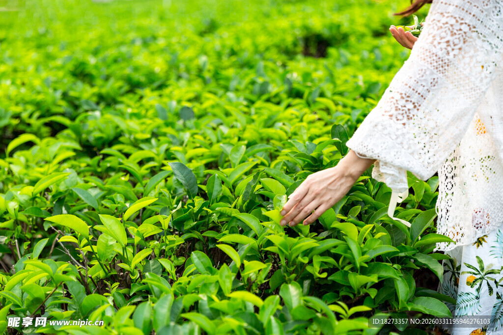 女子漫步绿意盎然的茶园