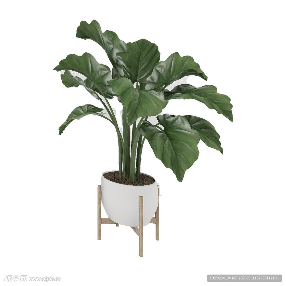 白色花盆中的大叶绿植