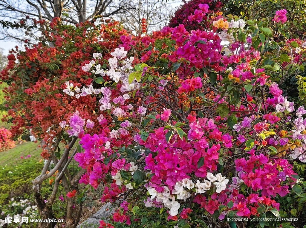 多彩三角梅绽放美景