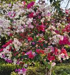 多彩三角梅绽放美景