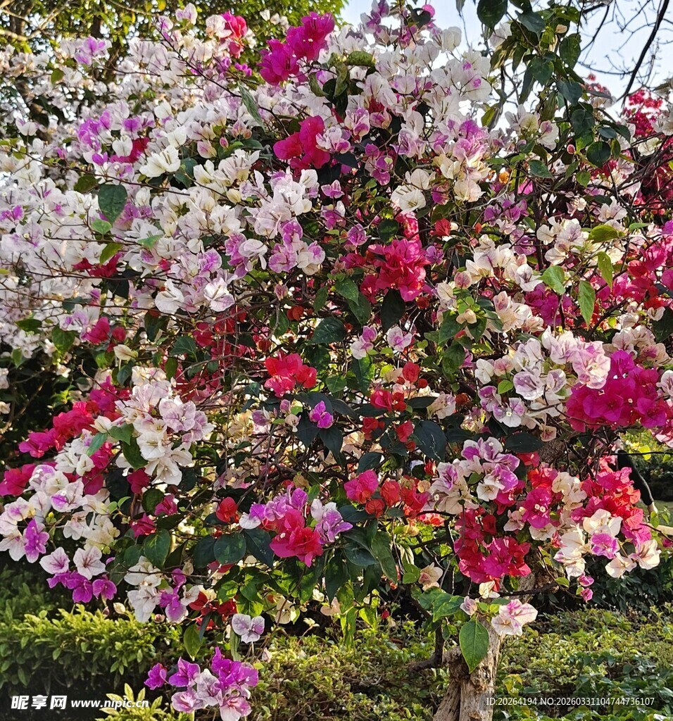 多彩三角梅绽放美景